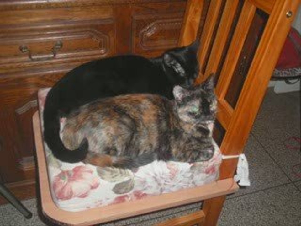 les enfants de roxanne