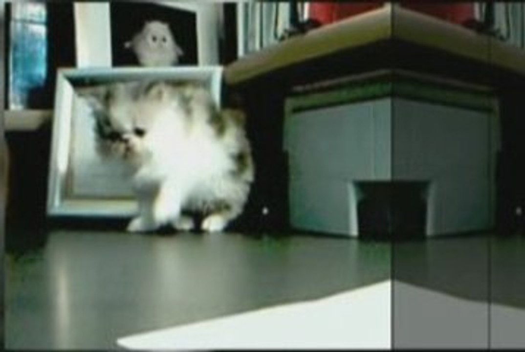 purrinlot vid 5