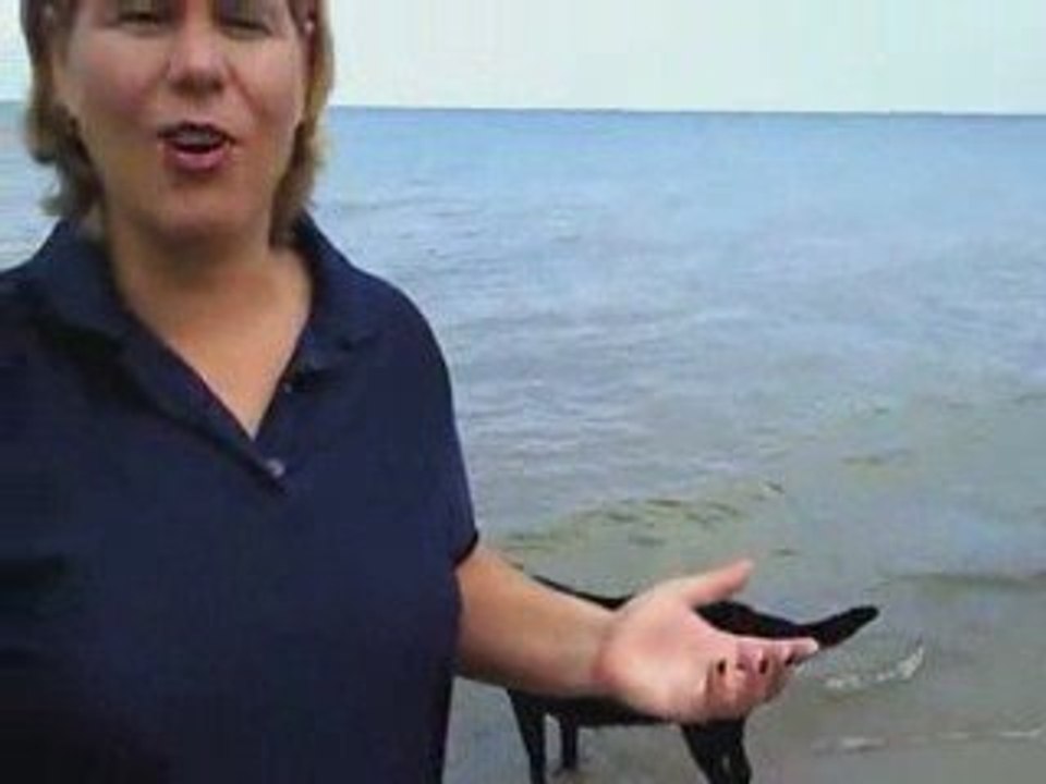 Easy Push Button Traffic Rocks for Easy Local SEO Consulting