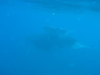 rencontre avec les baleines (8)