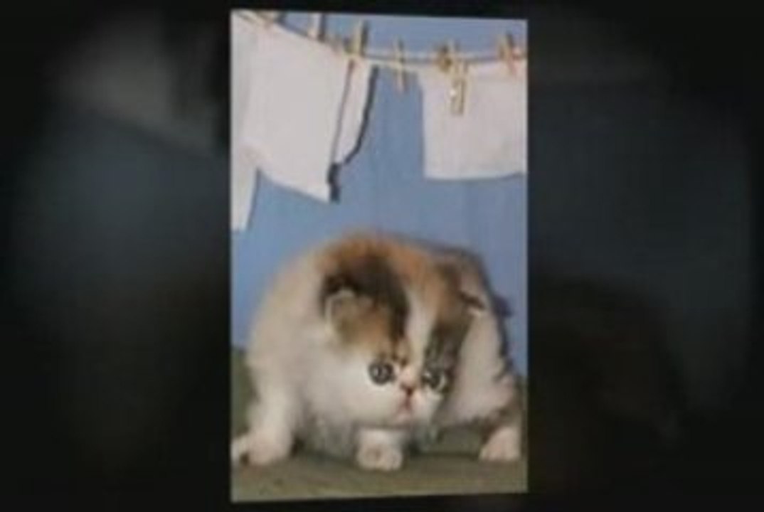 Persian Cats Breeding and Caring