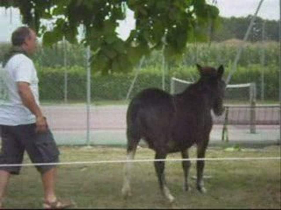 Vidéos de Courses d'ânes