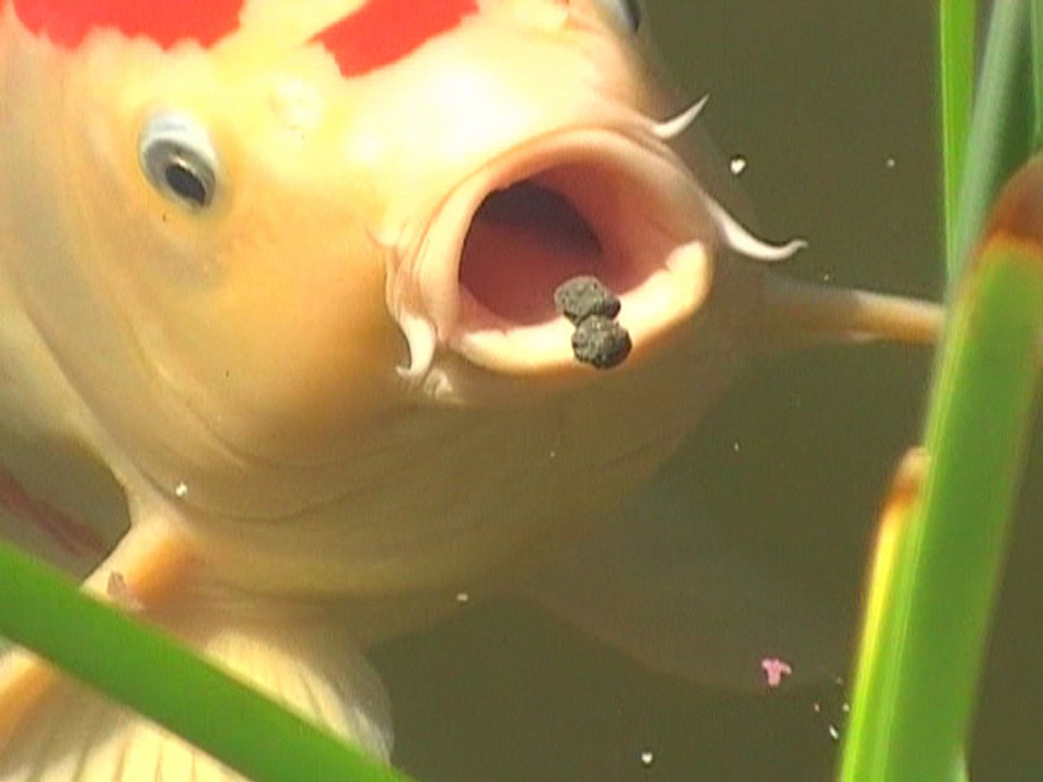 Mes poissons