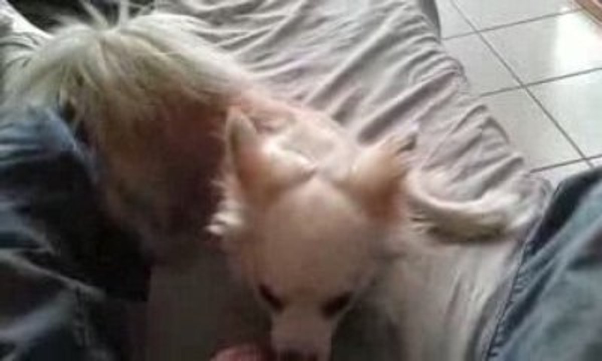 nos amis les bêtes  vovox dans son délir