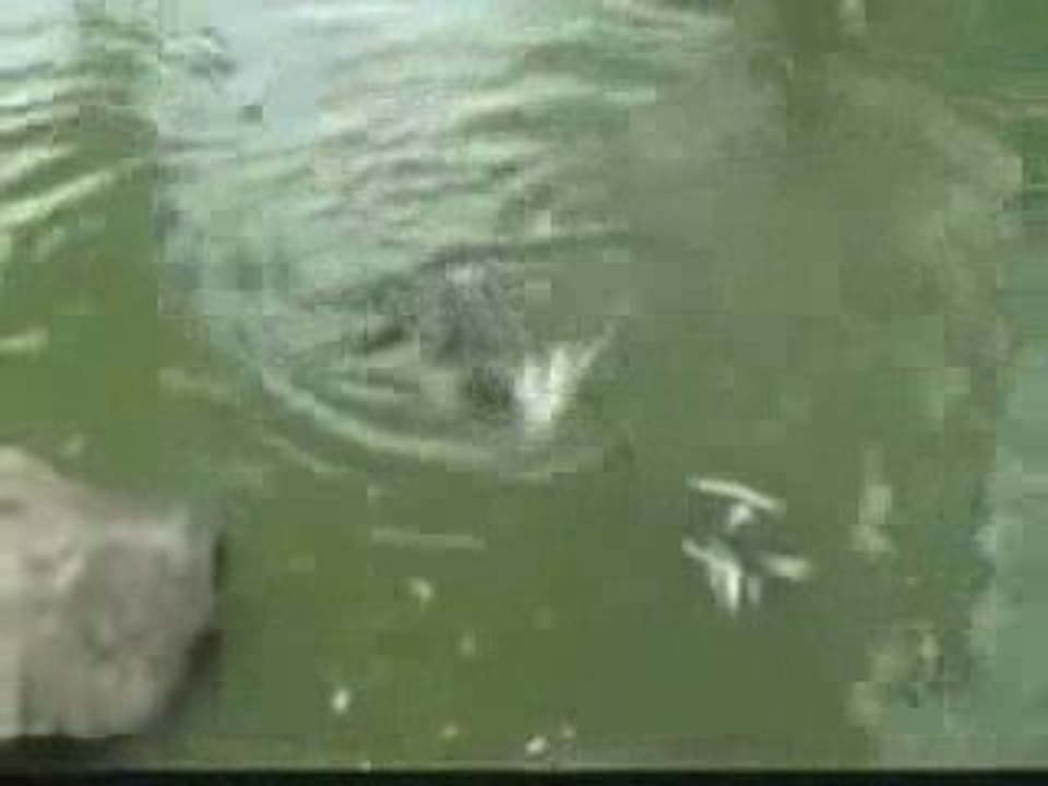 Kaplumbağa Güvercini yuttu