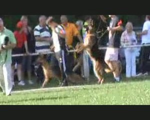 DGENGIS KHAN du Domaine du Val d'Aulnoy 1er à Chémery les De