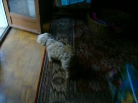 doggy dolly chez mr aout 09 283 (3)