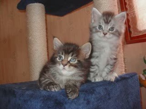 chatons maine coon