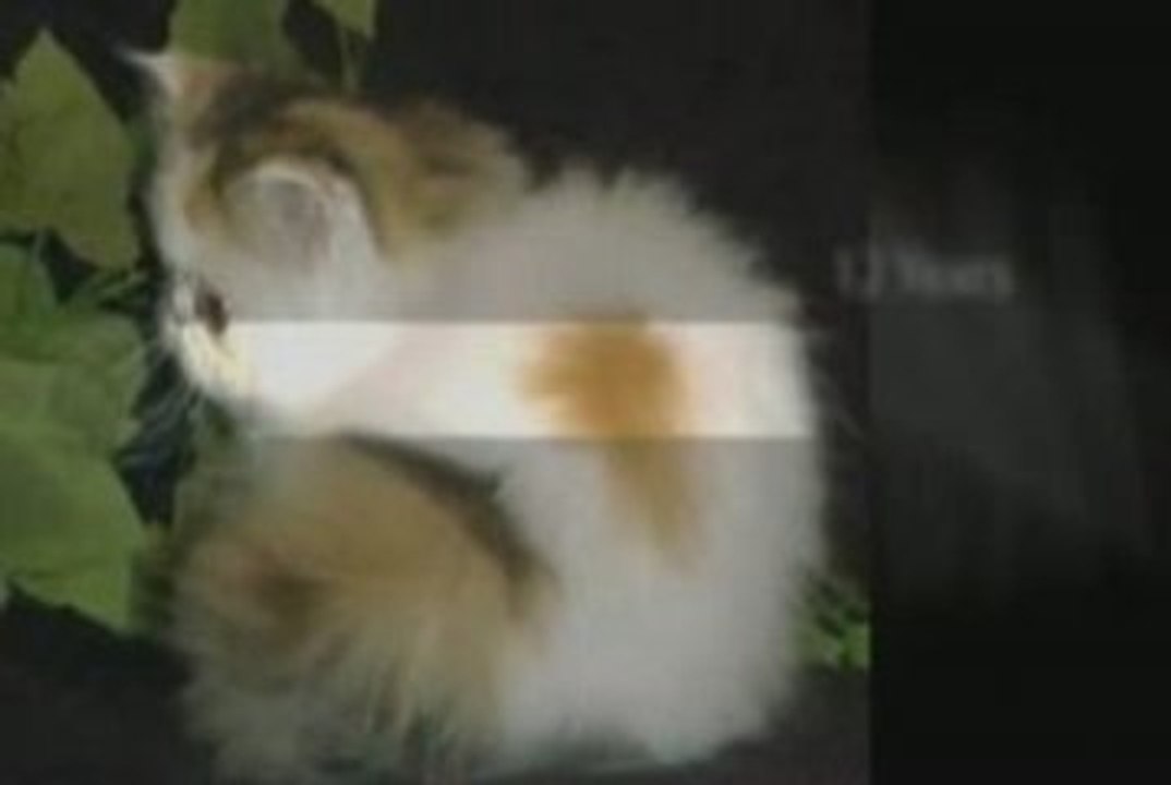 Persian Cats Breeding and Caring