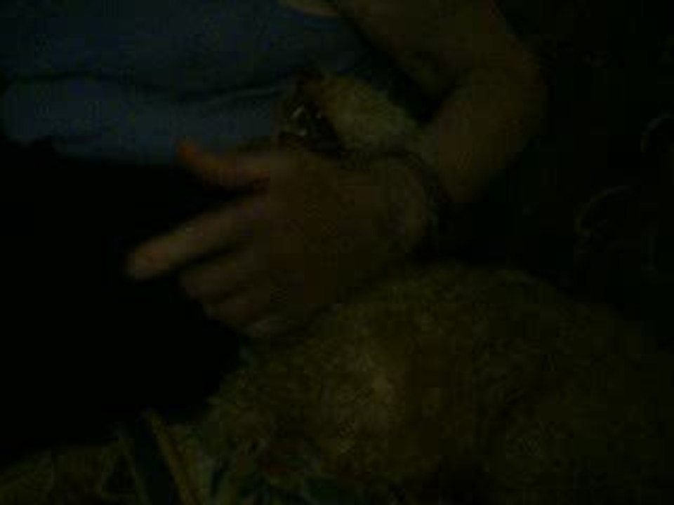 doggy dolly chez mr aout 09 grogne
