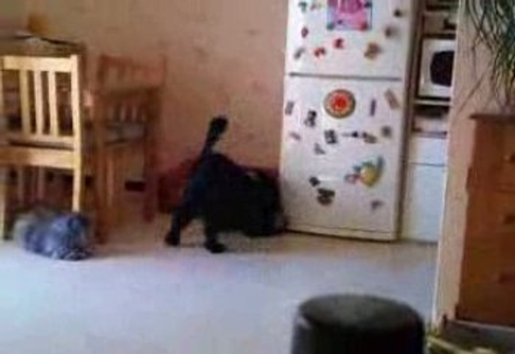 cookie et le ballon