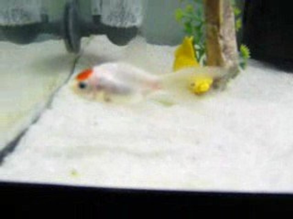 oranda