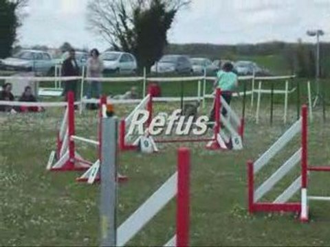 City 1er Concours Agility 18 mois