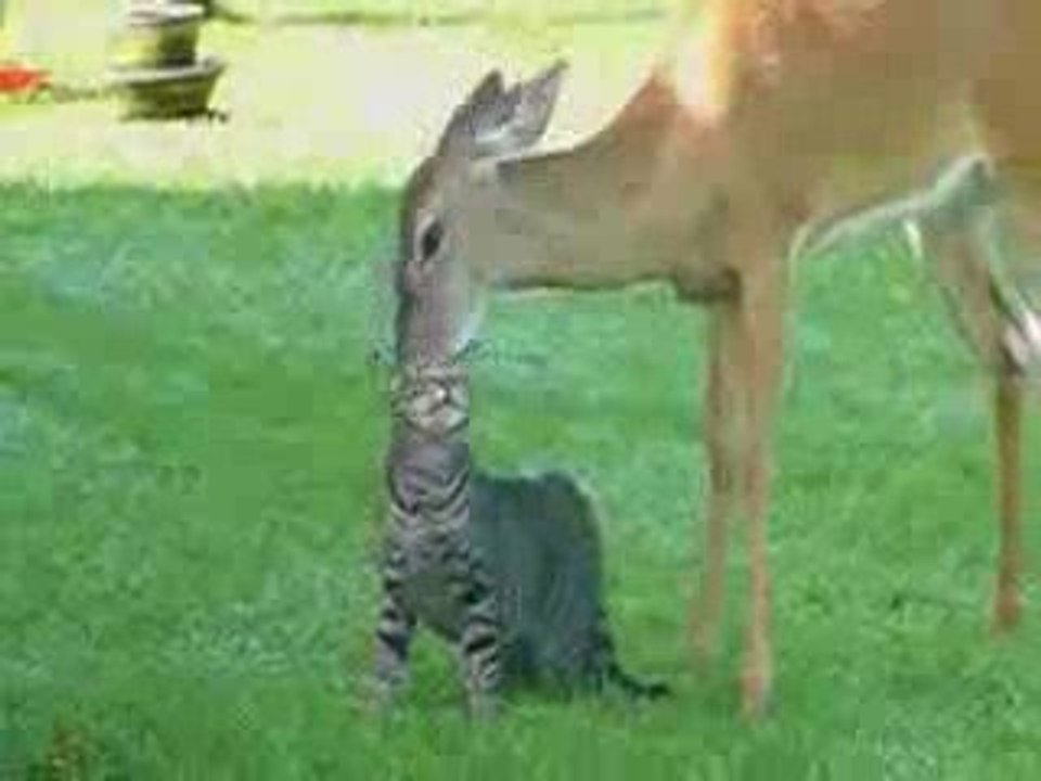 Bambi e micio: coccole a go go!