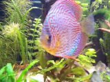 discus ponte..