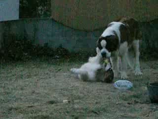 djumbé et déclic dans le jardin 2