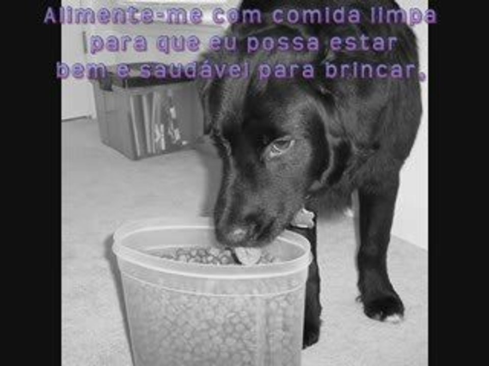 APELO DE UM CÃO