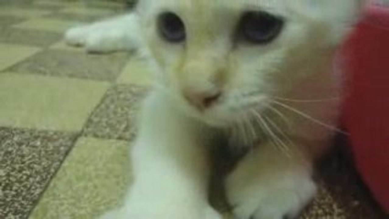 Elair sacre de birmanie