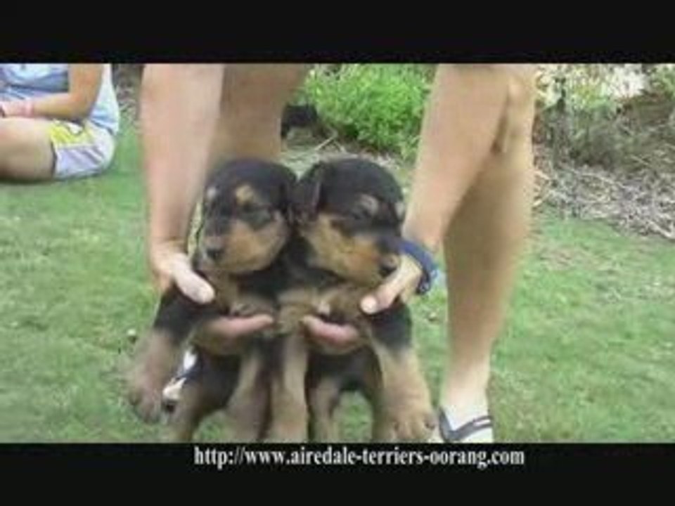 Airedale puppies - Oorang Airedale puppies