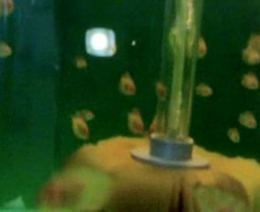 blue diamond -kelebek yavruları 31 gunlukler