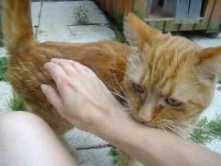 gribouille chat roux