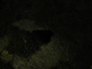 EXPLOSION AIR BAG FORD FIESTA 16V