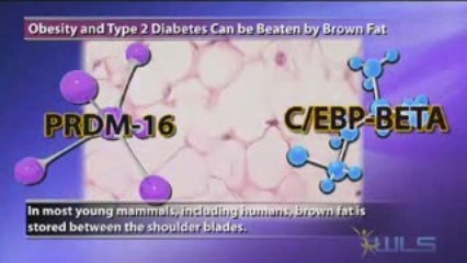 Obesity, Type 2 Diabetes Curbed By Brown Fat
