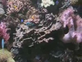 Aquarium Sea life janvier 2009