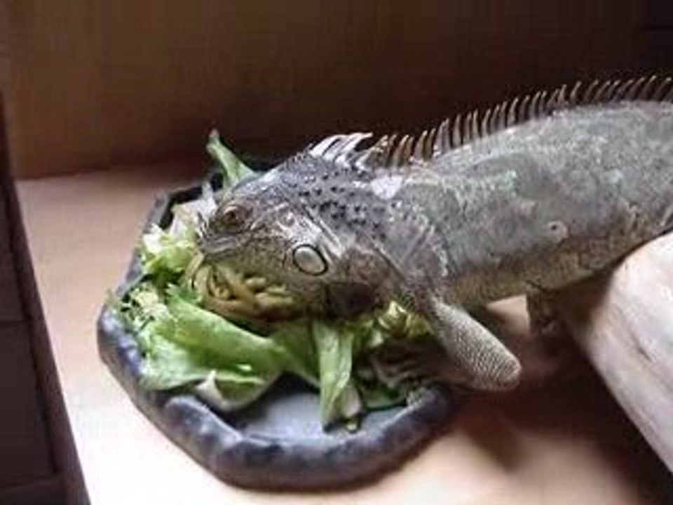 Repas Iguane