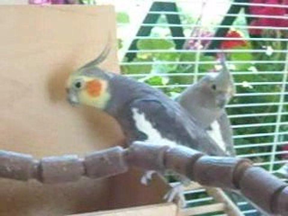 mes oiseaux