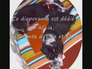 De bien belles adoptions! (Avant-après 2)