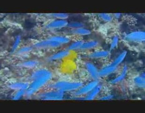 Voyage sous les mers 3D - Bande annonce