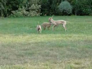 ENTRAINEMENT- QUI ME CHERCHE ME TROUVE