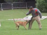 Concours de chiens de défense à Cambrai