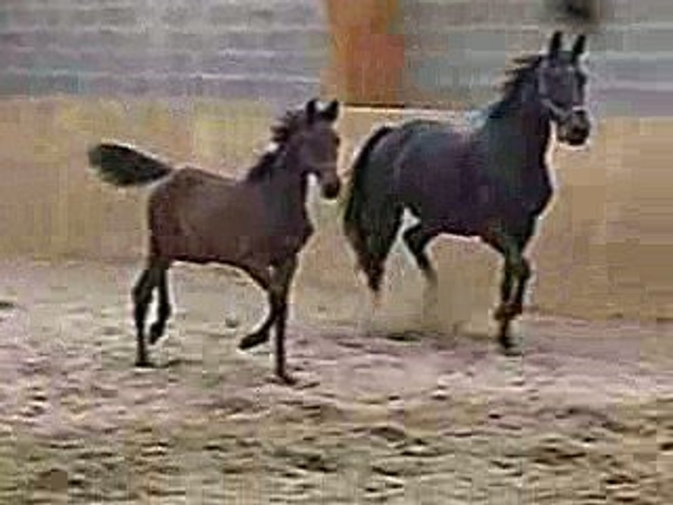 vaillante de vervent 1