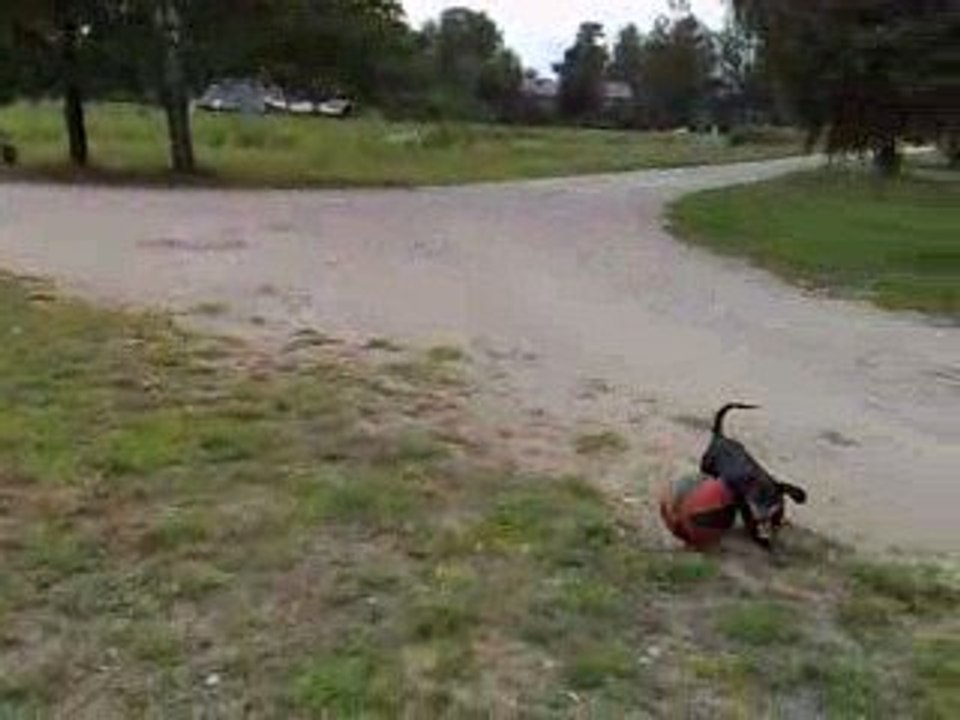 dog and boll