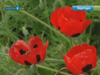 Les 10 commandements du jardinage durable