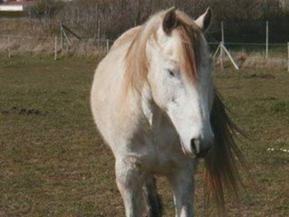 CHEVAL DE FEU