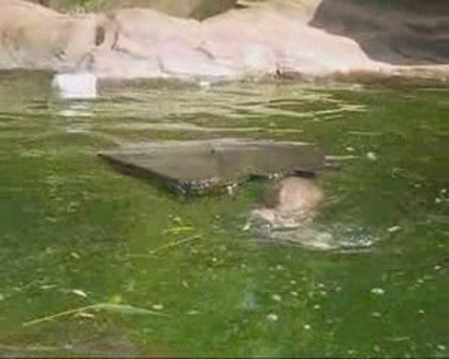 Hairy Otter and the Philosophical Stone