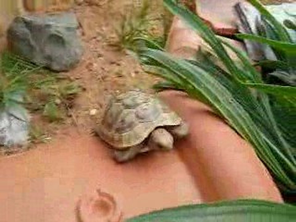 ballade et escalade dans le parc