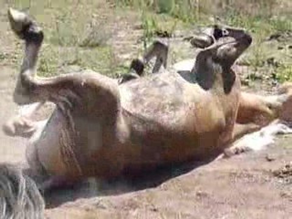 C'est ça, roules-toi maintenant que je t'ai douché !