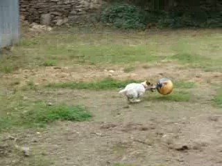 Donuts joue au ballon dans le jardin !!!