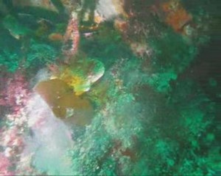 Plongées au fort du centre et à l'île pelée