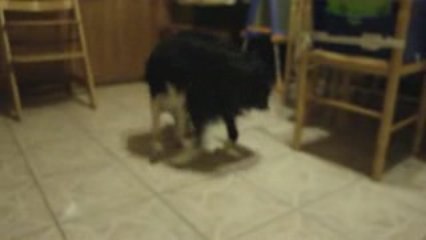 dyna teste sa nourriture....