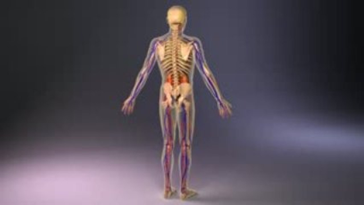 Human Anatomy 3D Model