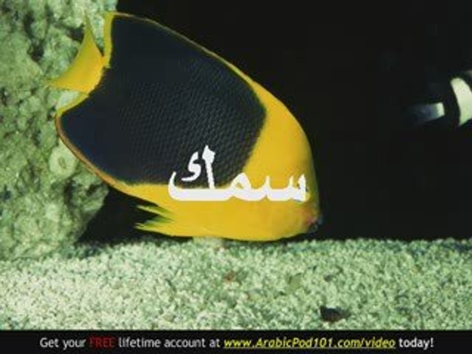 Learn - Arabic Marine Animals Vocabulary