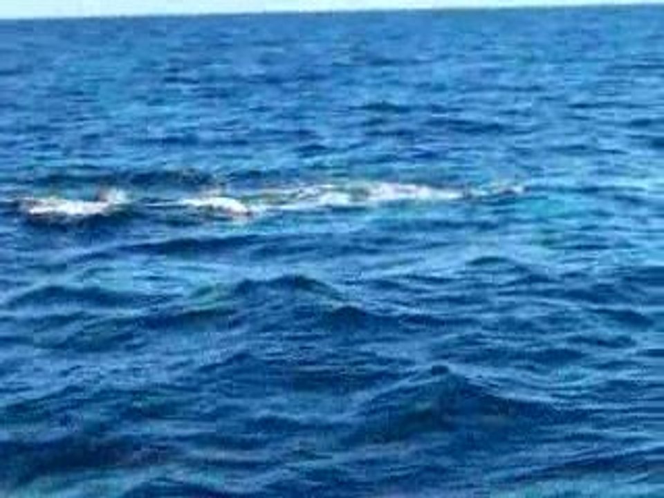 sortie baleine 8 aout 2009 (104)