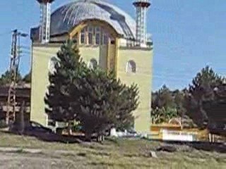 ARAP YAVRU. (Paşa Kaya'nın kuşu)