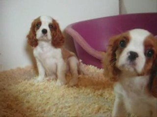 chiot cavalier king charles