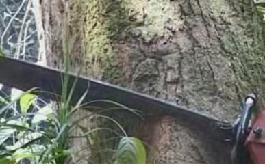 Nomades TV : L'huile de palme